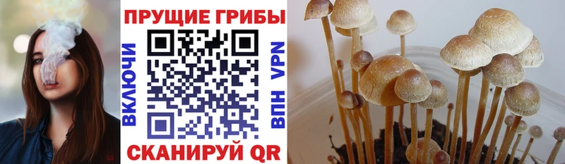 хочу Закаменск Псилоцибиновые грибы Cubensis